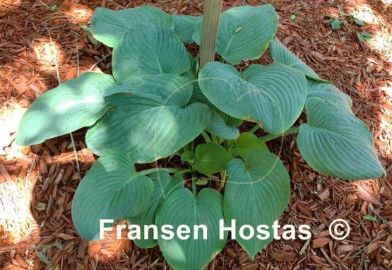 Hosta Princess Wu Wu